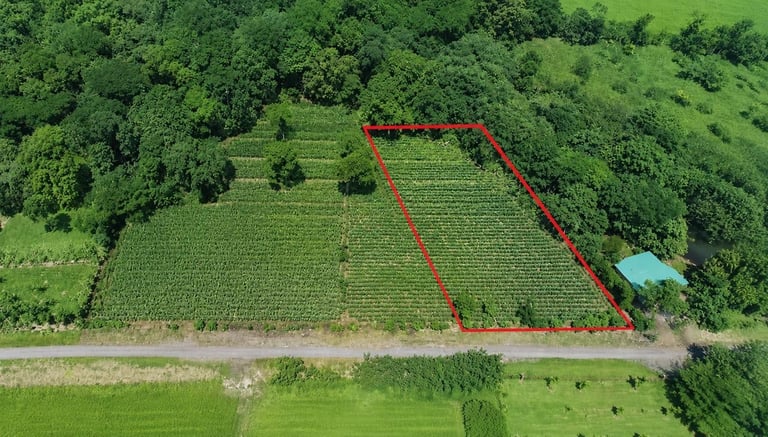 Aerial view of a farmland plot outlined in red, with rows of crops surrounded by dense green forest and a road below