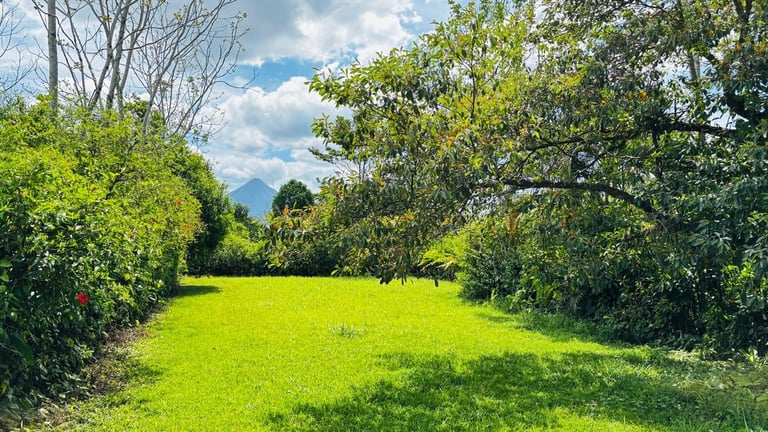 Bright green meadow surrounded by tall trees under a partly cloudy blue sky