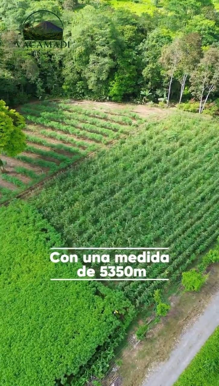 Aerial view of agricultural land with organized crop rows and forest, marked as 5350m in measurement